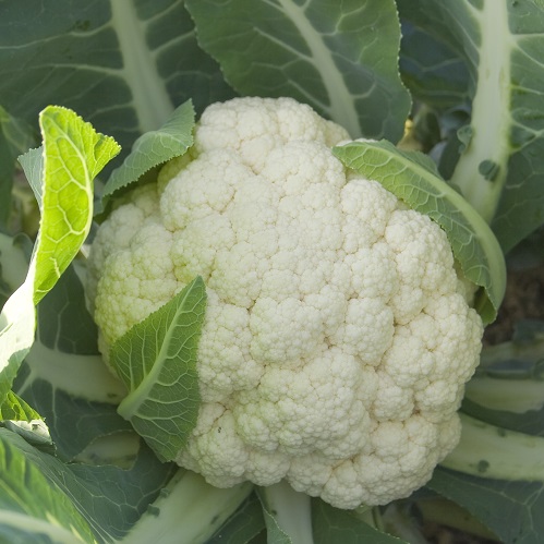 Cauliflower Freedom